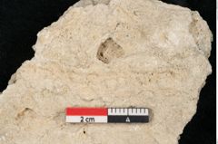 Foto (Detailansicht) von Plantae indet.  (NHMW-GEO-2024-0188-11379)